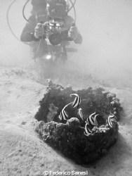 Divers at work!!! by Federico Senesi 